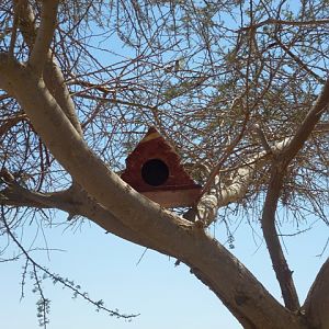 Arava Antelope Farm 23.4.13