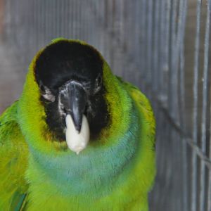 Nanday conure / Nandayus nenday