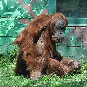Sumatran orangutan / Pongo pygmaeus abelii. Female Selatan