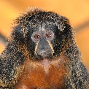 White-faced saki / Pithecia pithecia pithecia
