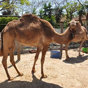 Dromedary / Camelus dromedarius