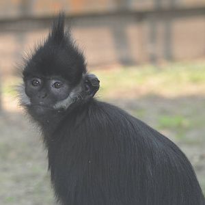 Francois` monkey/ Trachypithecus francoisi
