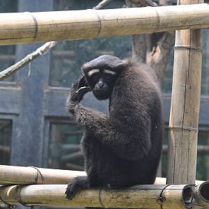 Eastern hoolock gibbon/ Bunopithecus leuconedys