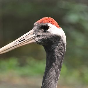 Manchurian crane/ Grus japonensis