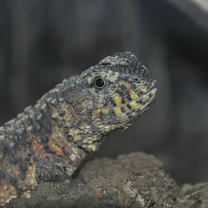 Chinese crocodile lizard/ Shinisaurus crocodilurus