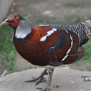 Elliot`s pheasant/ Syrmaticus ellioti