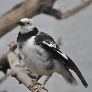 Black-collared starling/ Sturnus nigricollis