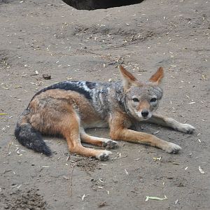 Black-backed jackal/ Canis mesomelas