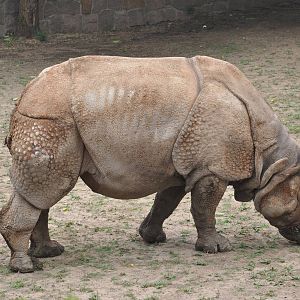Indian rhinoceros/ Rhinoceros unicornis
