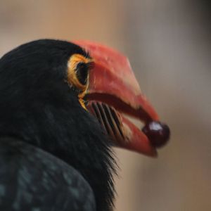 Hornbill ID Help Please