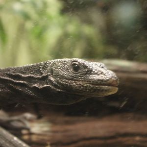 Black tree monitor