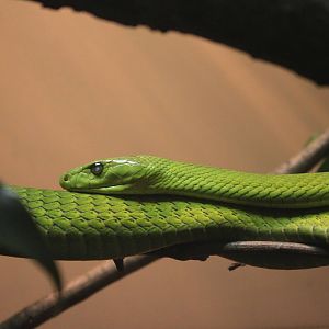 Green mamba