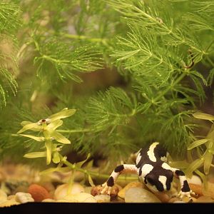 Iranian harlequin newt