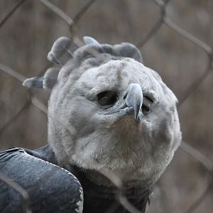 Female harpy eagle