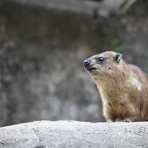 Rock hyrax