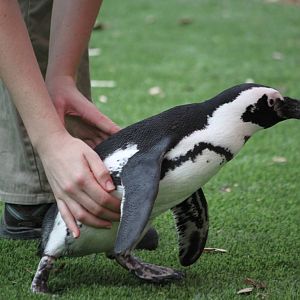 African Penguin