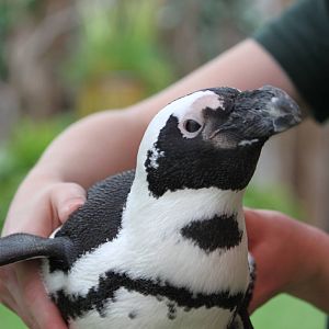 African Penguin