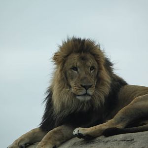 African Lion (male)
