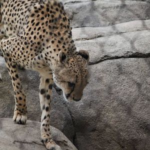 Cheetah