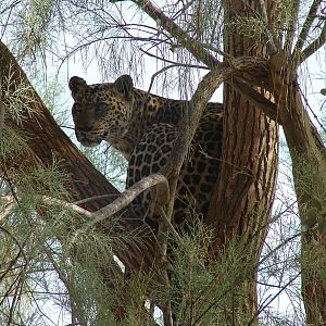 Leopard (African ssp.) / Panthera pardus
