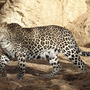 Leopard (African ssp.) / Panthera pardus
