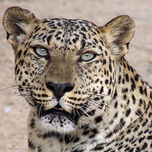 Leopard (African ssp.) / Panthera pardus