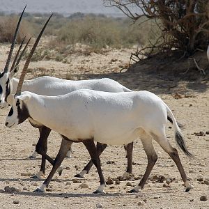 Oryx leucoryx / Arabian oryx
