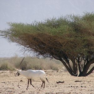 Oryx leucoryx / Arabian oryx