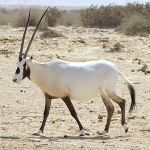 Oryx leucoryx / Arabian oryx