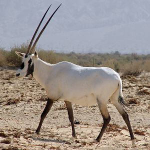 Oryx leucoryx / Arabian oryx
