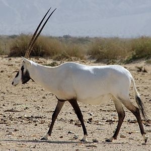 Oryx leucoryx / Arabian oryx
