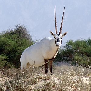 Oryx leucoryx / Arabian oryx