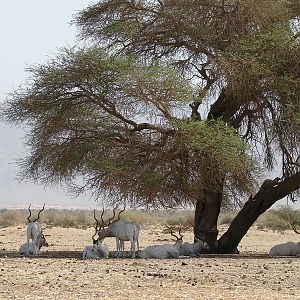 Addax nasomaculatus / Addax