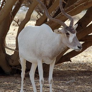 Addax nasomaculatus / Addax