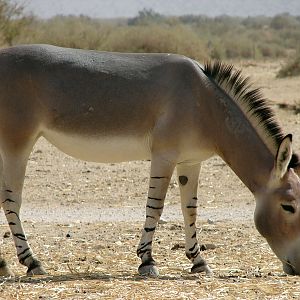 Equus asinus somalicus / Somali wild ass (female)