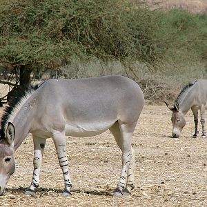 Equus asinus somalicus / Somali wild ass (pair)