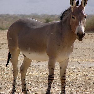 Equus asinus somalicus / Somali wild ass (male)