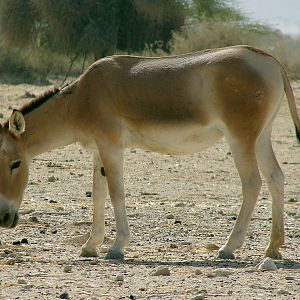 Asian wild ass hybrid (Equus hemionus onager x Equus hemionus kulan)