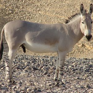 Equus asinus somalicus / Somali wild ass (male)