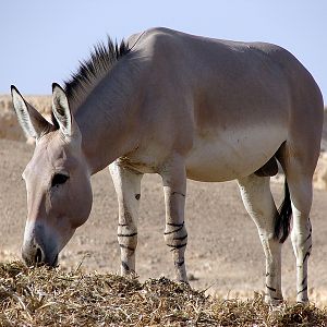 Equus asinus somalicus / Somali wild ass (male)