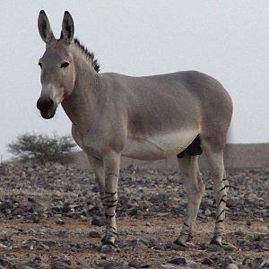 Equus asinus somalicus / Somali wild ass (male)