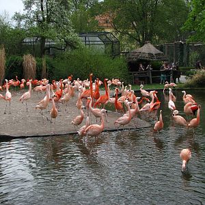Flamingo exhibit