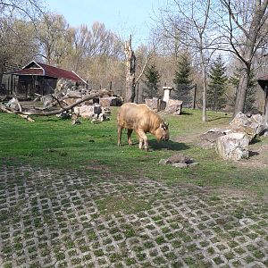 Sichuan Takin in Warsaw Zoo