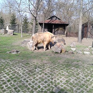 Sichuan Takin in Warsaw Zoo (2)