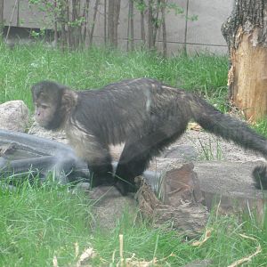 Golden-bellied Capuchin