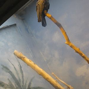 Palm Cackatoo (Probosciger atterimus)