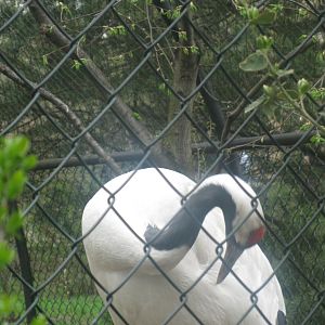 Red-crowned Crane