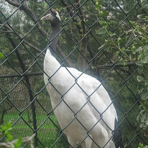 Red-crowned Crane (2)