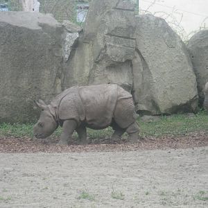 Young Indian Rhino (born December 2012)