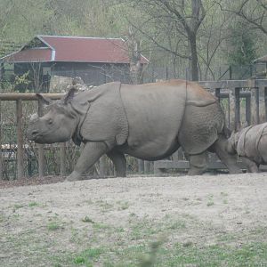 Indian Rhinos - mother and son